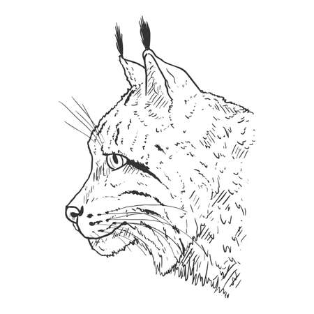 Vector Sketch Lynx Head Side View Illustration on White Backgroundのイラスト素材