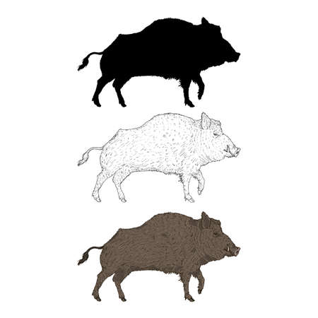 Vector Set of Wild Boar Different Style Illustrations. Cartoon, Sketch and Silhouette Images.のイラスト素材