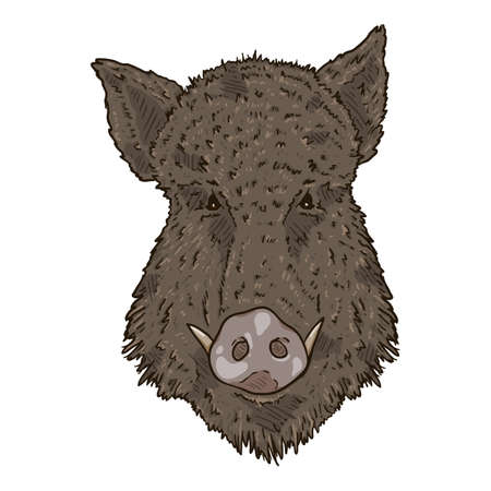 Vector Cartoon Wild Boars Head Illustration. Front View.のイラスト素材