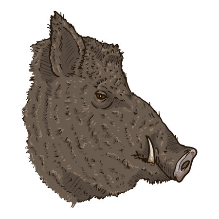 Vector Cartoon Wild Boars Head Illustration. Side View.のイラスト素材