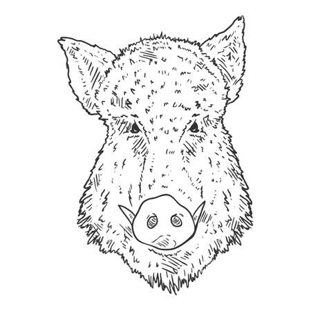Vector Sketch Wild Boars Head Illustration. Front View.のイラスト素材