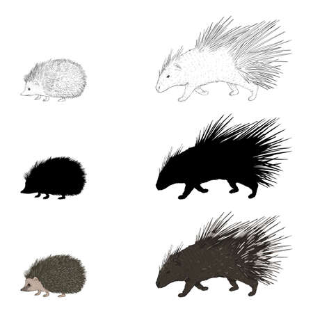 Vector Set of Porcupine and Hedgehog Illustrations. Different Styles - Sketch, Silhouette, Cartoon.のイラスト素材