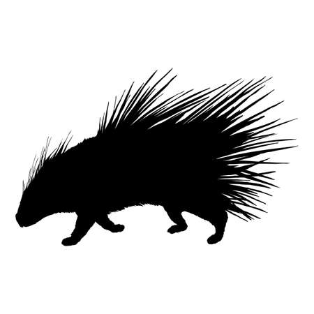 Porcupine Silhouette Black Vector Illustration on White Backgroundのイラスト素材