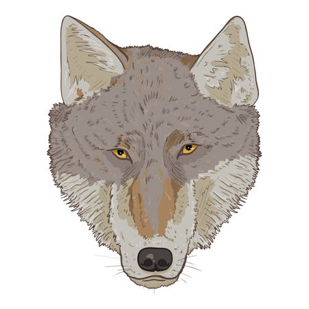 Wolf Head Front View Vector Cartoon Illustration
