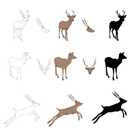 Vector Set of Deer Illustrations. Different Styles and Poses of Animal. Standing and Jumping. Side and Front View.のイラスト素材