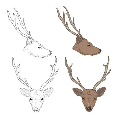 Vector Set of Cartoon and Sketch Deer Heads. Portrait of Animal.のイラスト素材