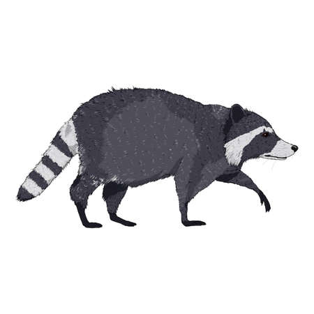 Cartoon Raccoon Walking on Isolated White Background. Side View Illustration.のイラスト素材