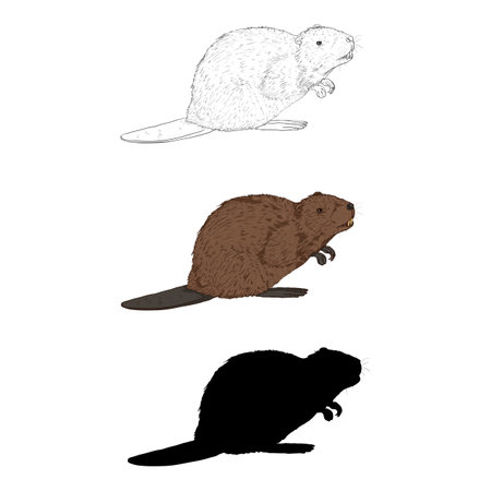 Vector Set of Beaver Illustrations. Different Styles - Sketch, Cartoon and Silhouette Images.のイラスト素材