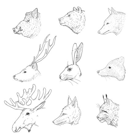 Vector Set of Sketch Forest Animals Heads. Side View.のイラスト素材