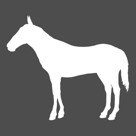 Vector White Silhouette of Standing Horseのイラスト素材