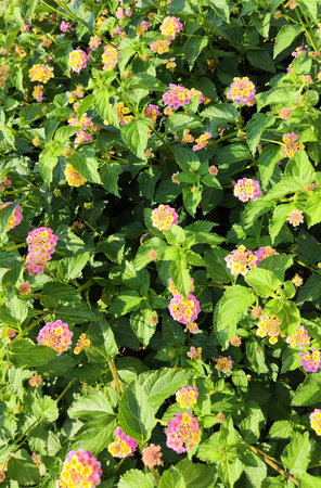Lantana Shrub Vertical Background Photoの写真素材