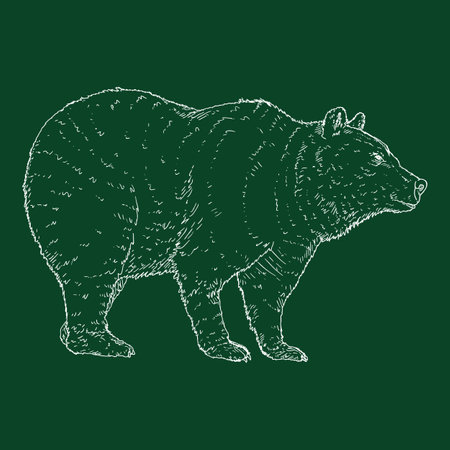 Vector Chalk Sketch Bear. Side View Hand Drawn Illustrationのイラスト素材