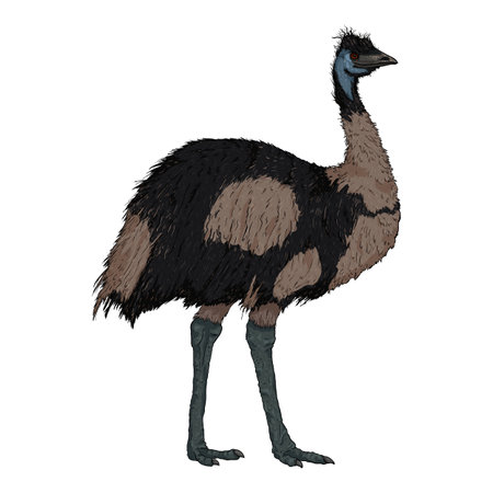 Vector Cartoon Emu Bird. Full Body Illustration