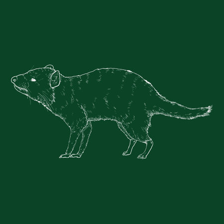 Chalk Sketch Tasmanian Devil Vector Illustrationのイラスト素材