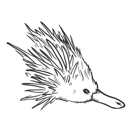 Sketch Echidna Head Side View Vector Illustrationのイラスト素材