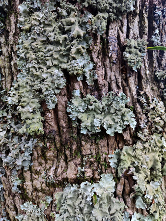 Photo of Old Trees Bark Texture with Lichen