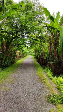 Path through Banana Trees Grove. Daytime Photoの写真素材