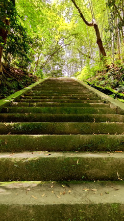 Stone stairs gathering moss goes up through the mystery forest. Daytime photoの写真素材