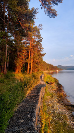 Forest on the river bank in sunset lightの写真素材