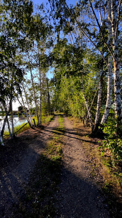 Countryside Road goes through Birch Groveの写真素材