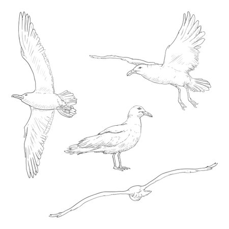 Vector Set of Sketch Seagull Birds Illustrationsのイラスト素材
