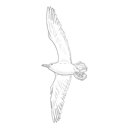 Flying Seagull - Vector Sketch Illustrationのイラスト素材