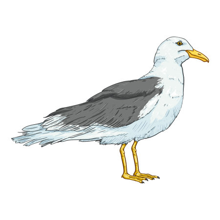 Standing Seagull Vector Cartoon Illustrationのイラスト素材