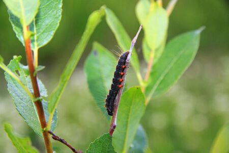 Gusin on tree branchの写真素材