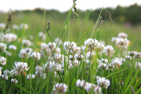 White clover flowersの写真素材