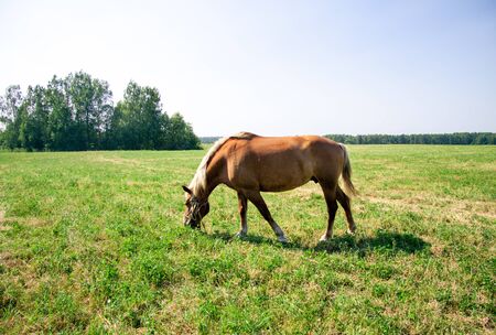 Horse on the fieldの写真素材