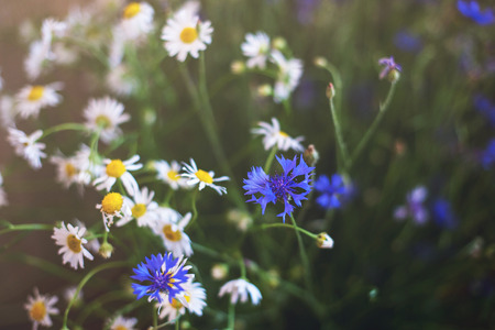 bouquet of cornflowers and daisiesの写真素材