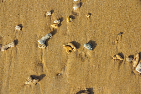 Coral fragments on wet sand near shoreline, natural coastal detail. Concept: fragile marine...