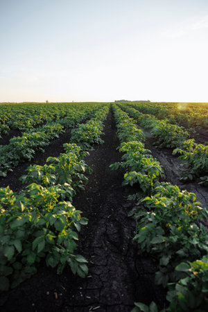 Cultivated crop field growing in rows, fertile soil. Concept: agricultural production and controlled...