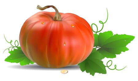 Orange pumpkin with leaves vector illustrationのイラスト素材