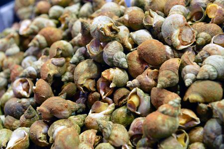 Sea snails on a market show-window