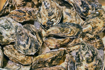 Oysters in ice on the counter