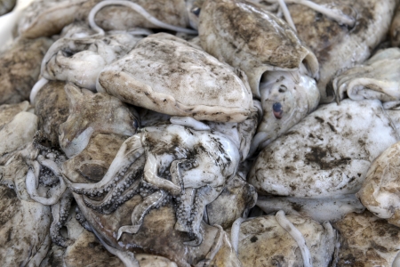 Fresh squid on the seafood market