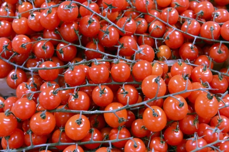 cherry tomatoes on a branch as a backgroundの写真素材