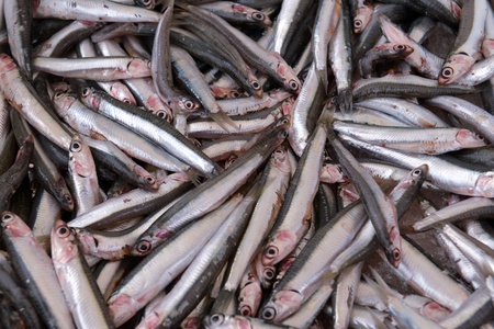 sprat in the container at the store seafoodの写真素材