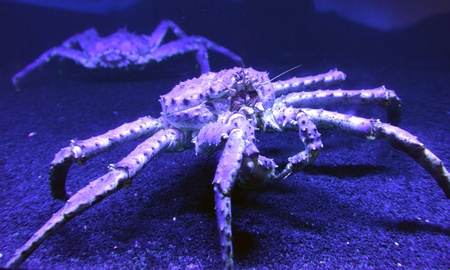 big red king crab on the bottom of the aquariumの写真素材