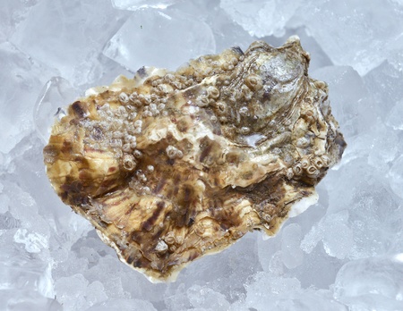 closed oyster on ice