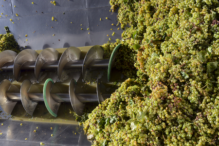 pressure grapes at the winery