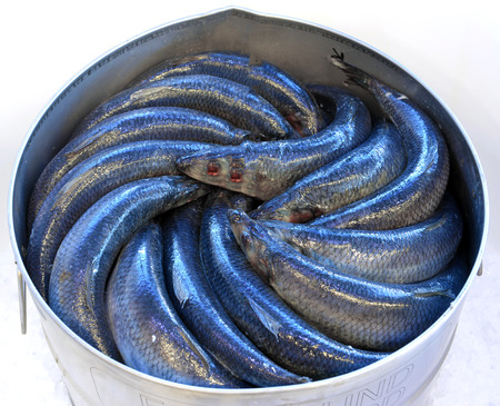 herring in drums in a fish shop