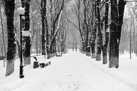 Snow-covered trees in the park and the lightsの写真素材