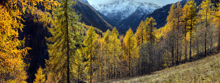 Autumn Alpine landscape with fog and yellow treesの写真素材