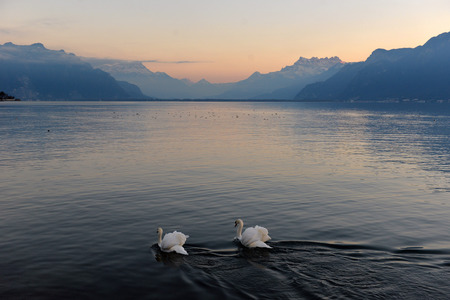 two swans on Lake Geneva at sunsetの写真素材