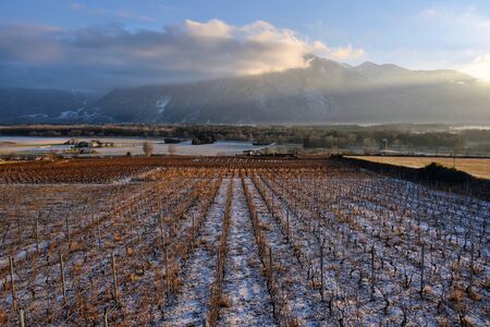 Vineyards in winter in the snowの写真素材