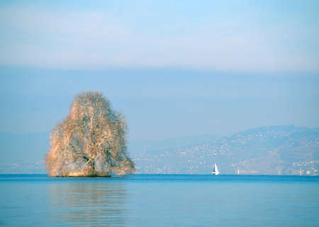 tree in the middle of a lake in Genevaの写真素材