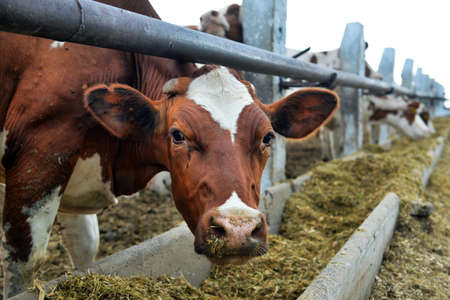 cows eat feed on the farm