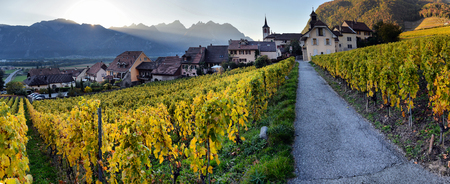 panorama of autumn vineyards in Switzerland View on Lavaux region by autumn day, Vaudの写真素材